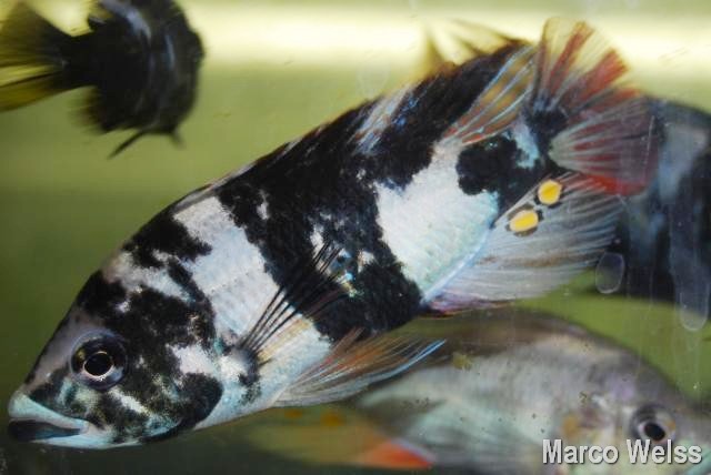 2011116162831_Paralabidochromis_Chilotes_Ruti Island_WB_maschio.jpg